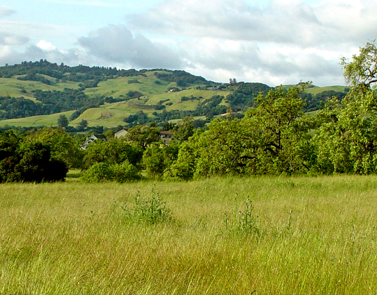 Sonoma hills, fields of green grasses, oak trees