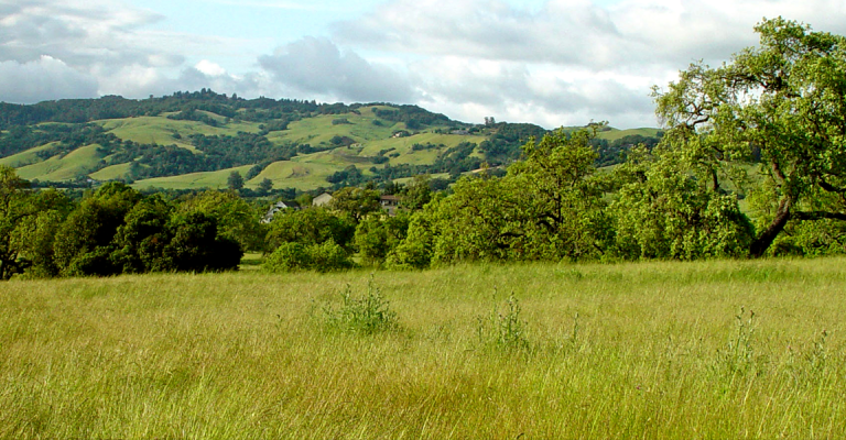 Sonoma hills, fields of green grasses, oak trees
