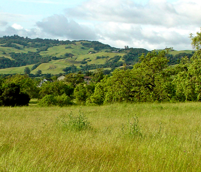 Sonoma hills, fields of green grasses, oak trees
